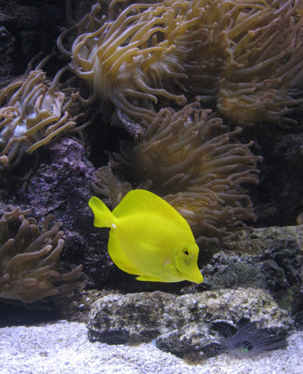 Juvenile Blue Tang