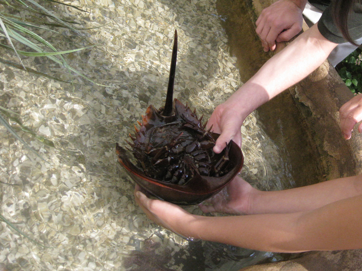 Horseshoe crab touching