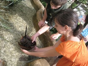 Horseshoe crab touching (July 2009) Horseshoe crab touching (July 2009)