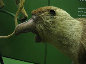Proboscis Monkey (June 2009) Proboscis Monkey (June 2009)