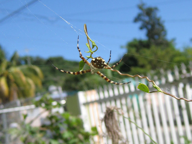 Butterflies, spiders, caterpillars, and such picture 23047