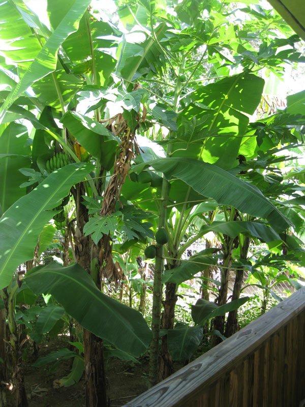 Papaya among bananas