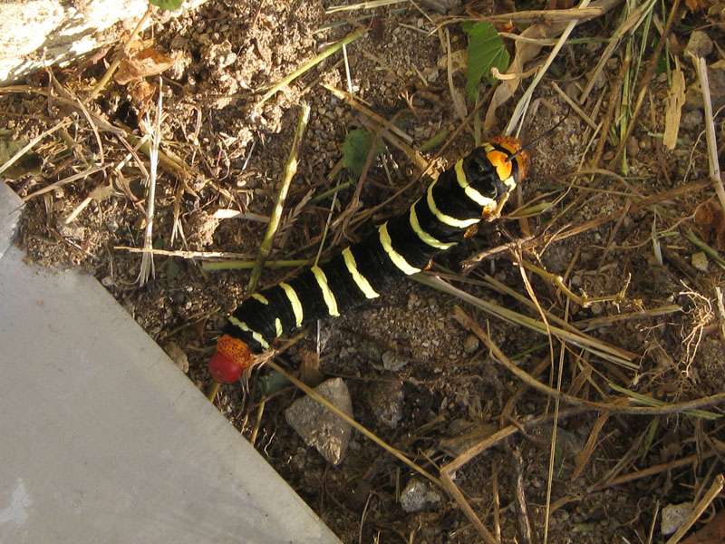 Tetrio Sphinx Moth caterpillar (Pseudosphinx tetrio ->)