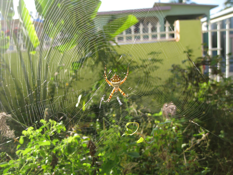 A weekend on Vieques picture 23042