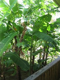Papaya among bananas (January 2010) Papaya among bananas (January 2010)