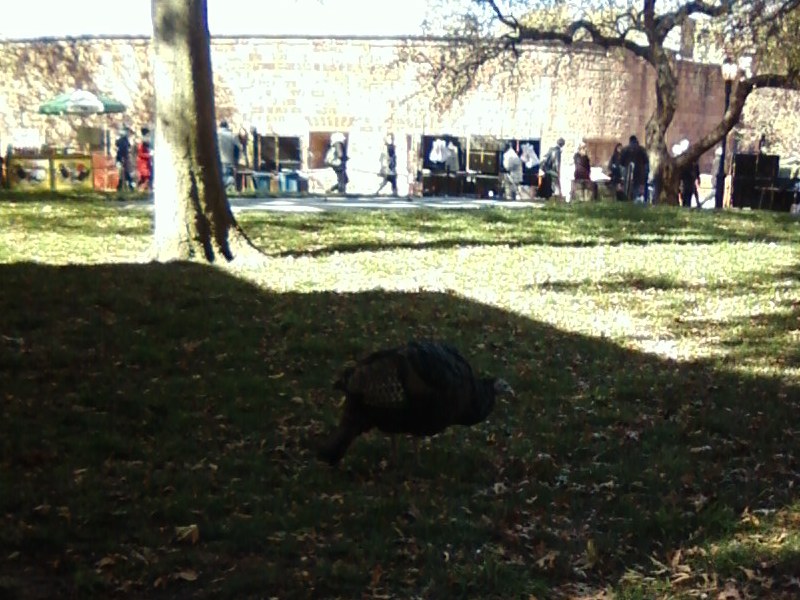 Wild turkey in the Battery Park, lower Manhattan