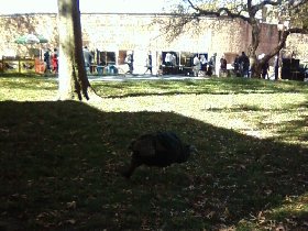 Wild turkey in the Battery Park, lower Manhattan (November 2010) Wild turkey in the Battery Park, lower Manhattan (November 2010)