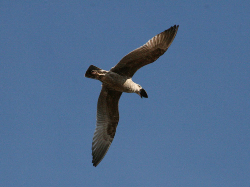 Seagull finds a clam, flies high and... (March 2010)