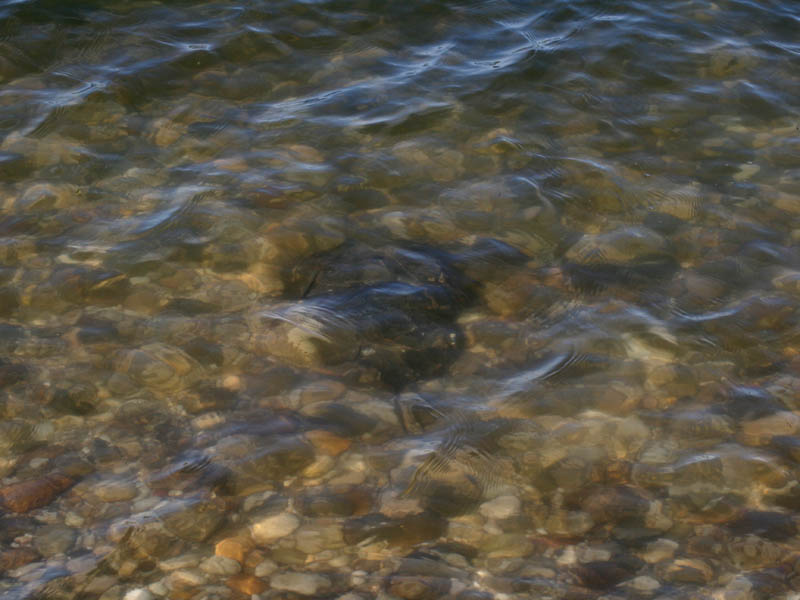 horseshoe crab mating. Horseshoe crabs