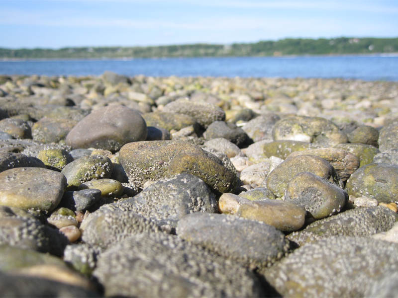 Many small crustaceans on the beach gravels