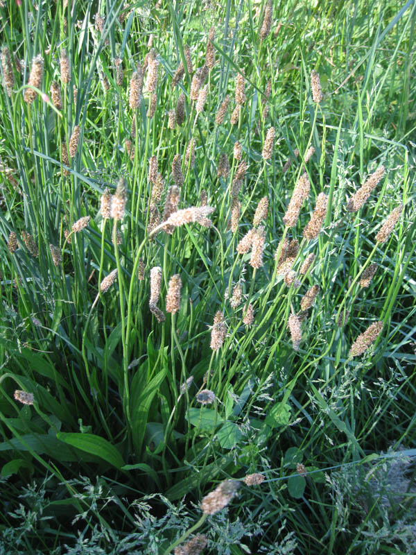 Ribwort plantain