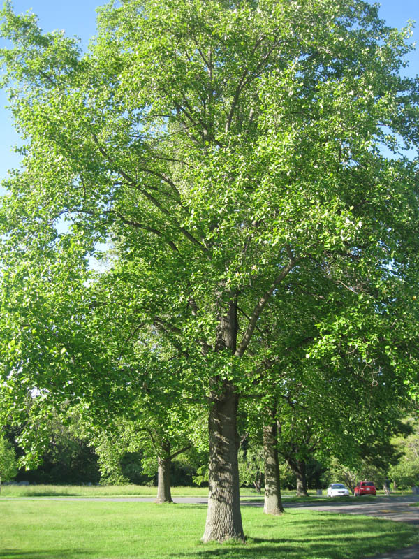 Sagamore Hill National Historic Site picture 23864