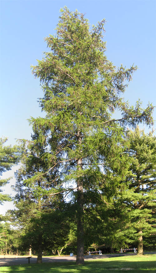 Tamarack Larch