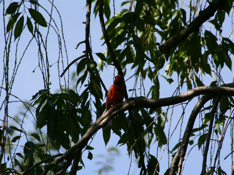 Northern Cardinal