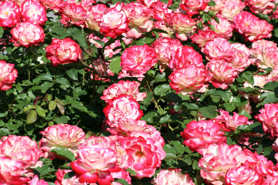 The Rose Garden (May 2010)
