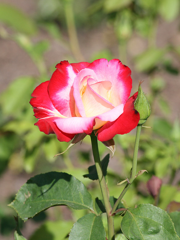Rosa "Double Delight" (May 2010)