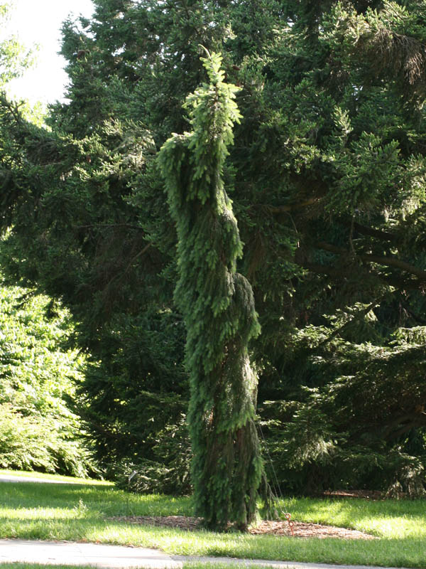 Weeping Serbian spruce 'Pendula Bruns'