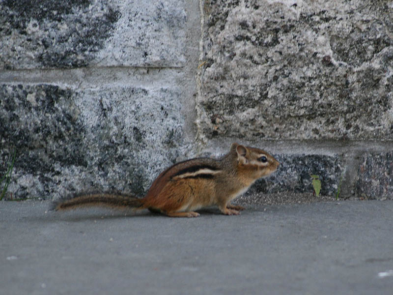 Chipmunk