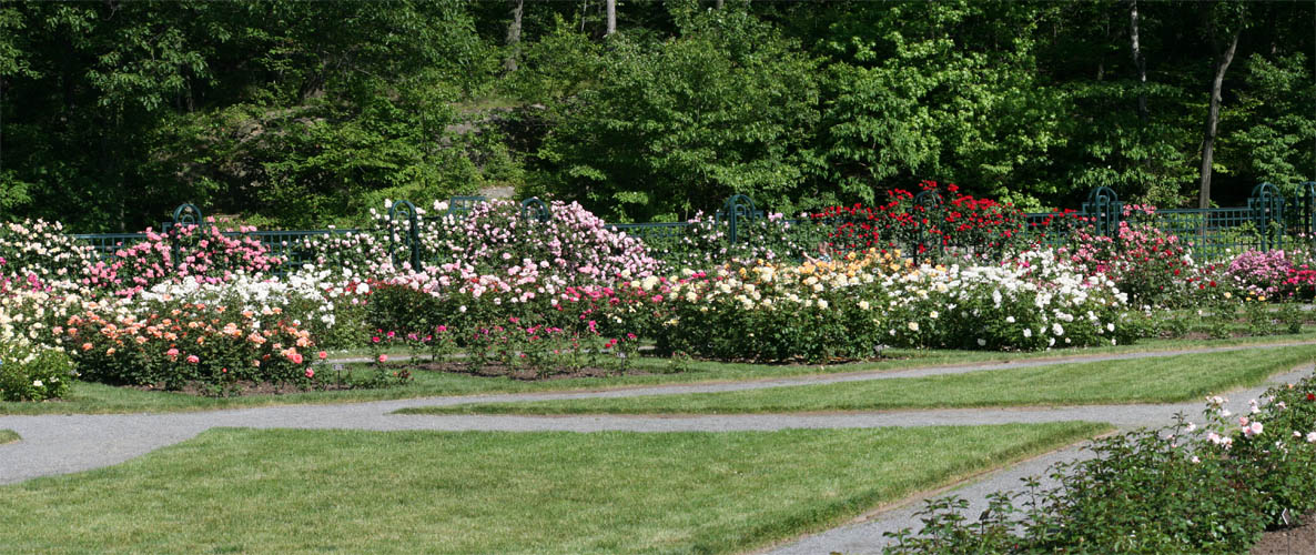 The Rose Garden picture 24157