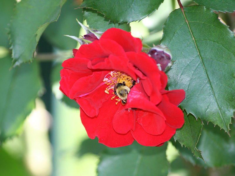 Rosa Red Corsair