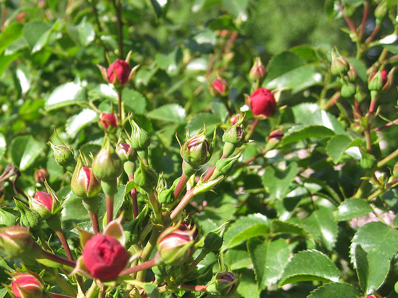 Shrub rose Carefree Marvel