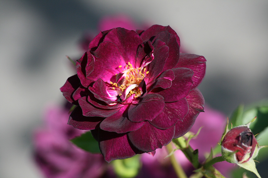 Rosa "Midnight Blue"