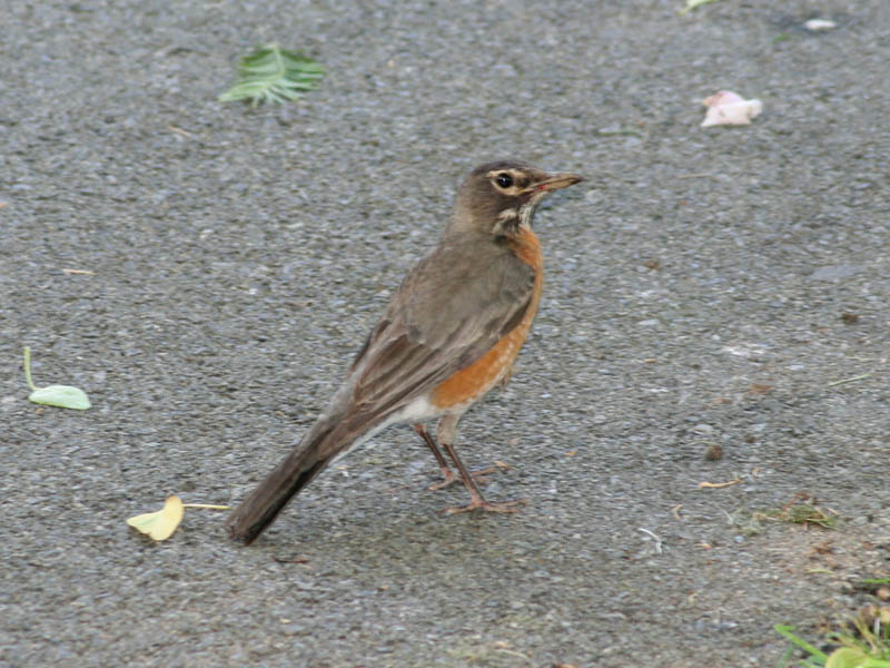 American Robin