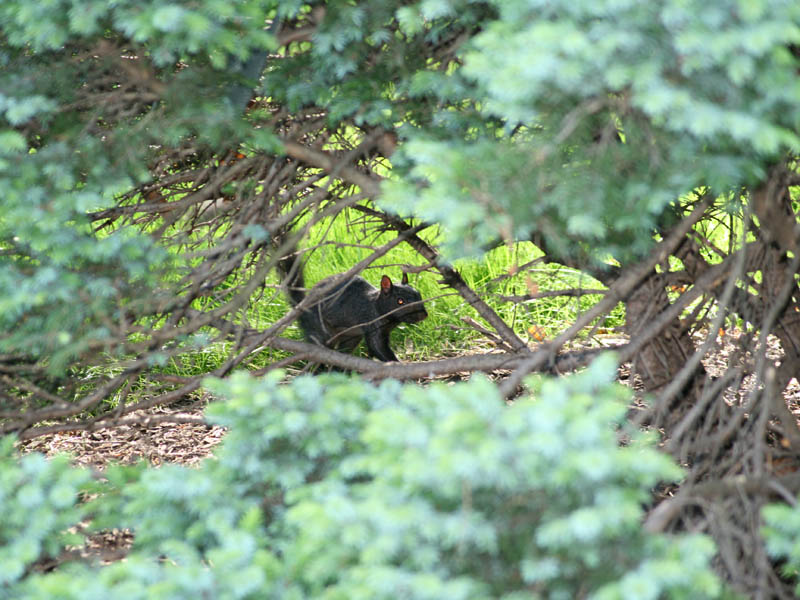 Black squirrel