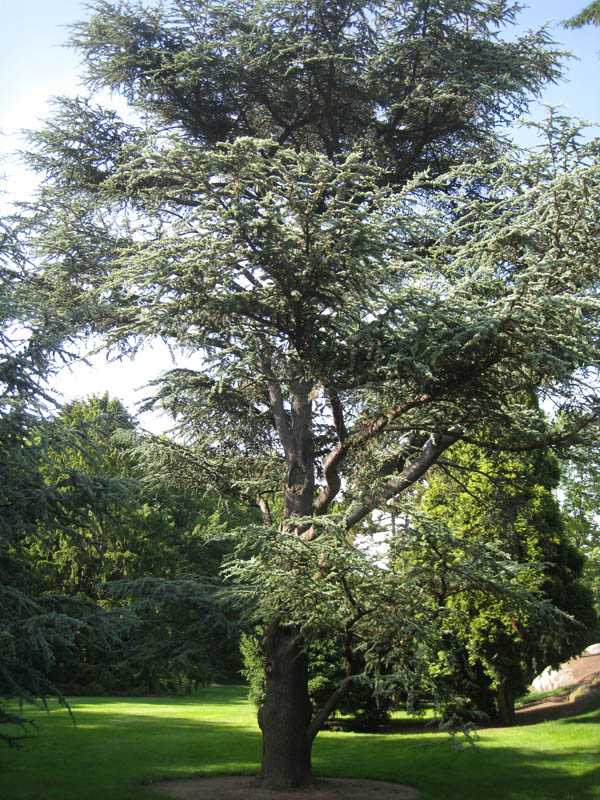 Blue Atlas Cedar