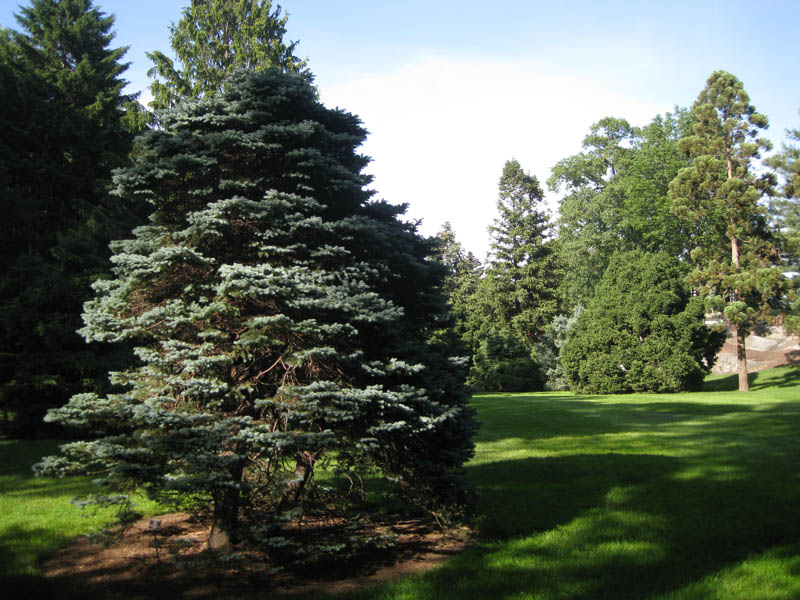 'R.H. Montgomery' Spruce