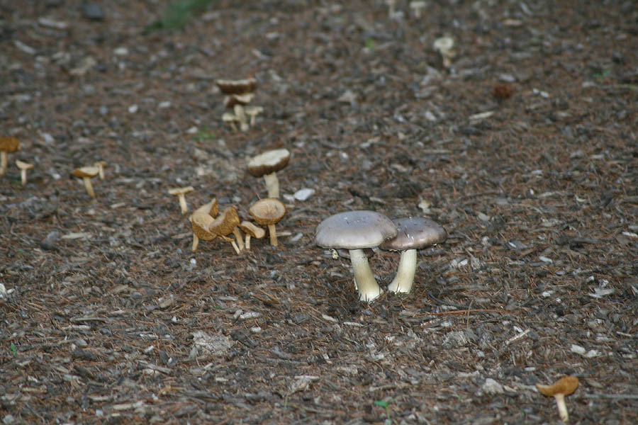 Mushrooms picture 24153
