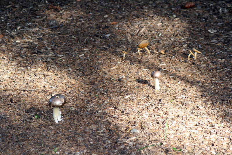 Mushrooms picture 24128