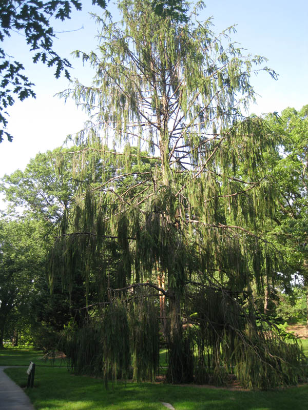 Snakebranch Spruce