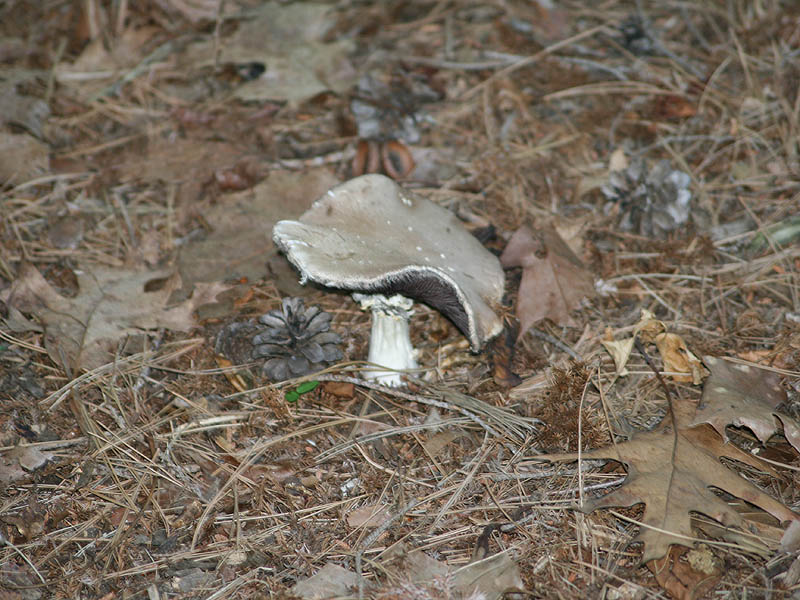Mushrooms picture 24154