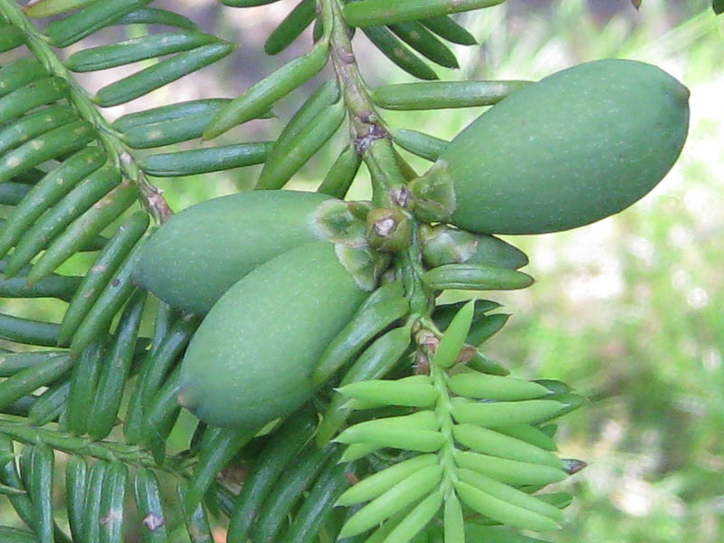 Japanese torreya - female cones