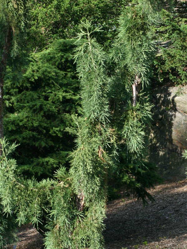 Weeping giant sequoia