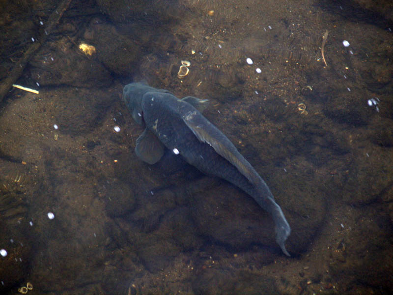 Fish under the bridge