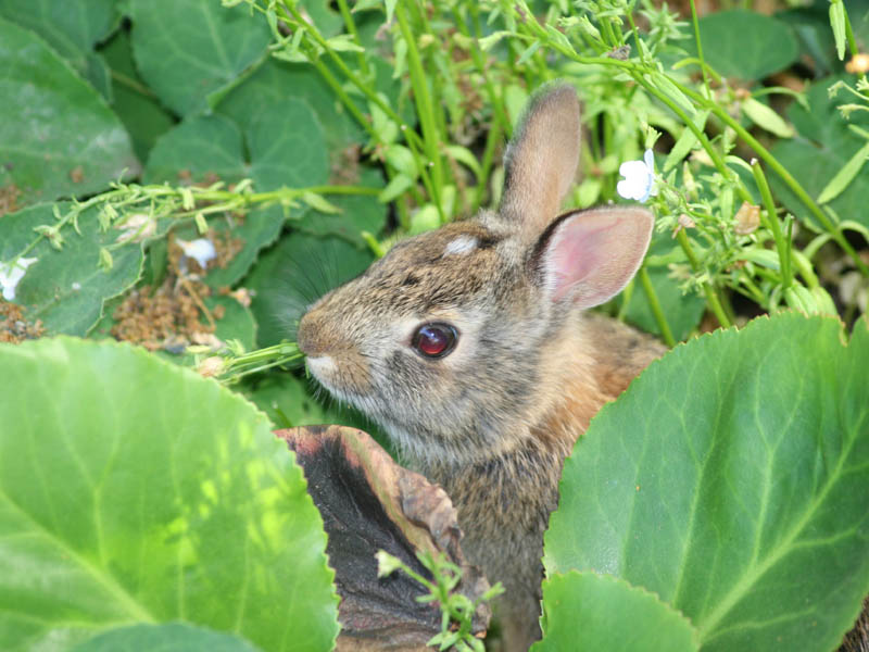 And another baby rabbit diningthe flower garden