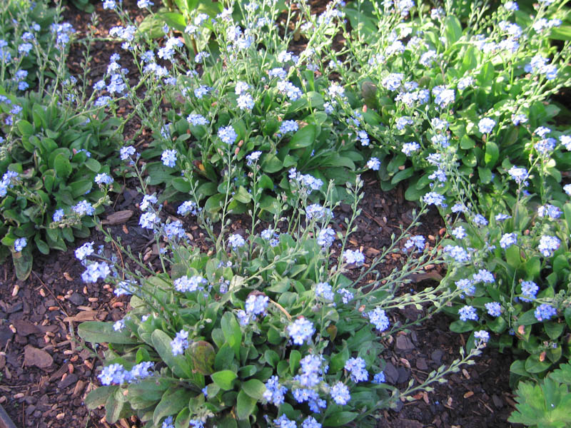 Forget-me-nots