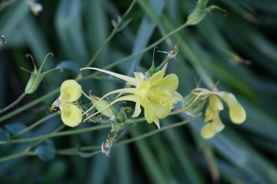 Golden Columbine