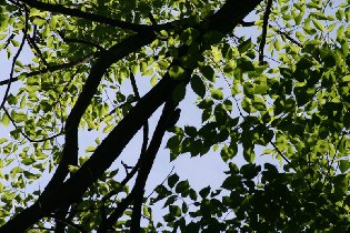 Woodpecker (May 2010) Woodpecker (May 2010)