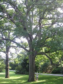 Eastern white oak (May 2010) Eastern white oak (May 2010)