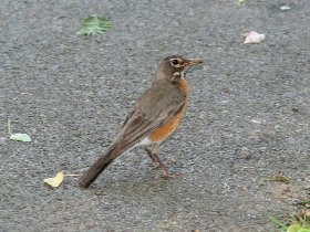 American Robin (May 2010) American Robin (May 2010)