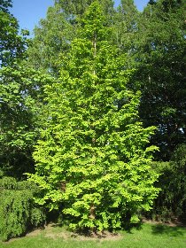 Golden dawn-redwood (May 2010) Golden dawn-redwood (May 2010)