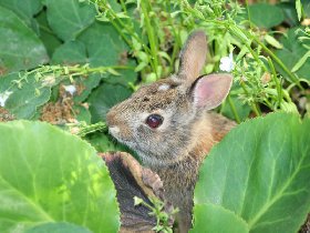 And another baby rabbit dining in the flower garden (May 2010) And another baby rabbit dining in the flower garden (May 2010)