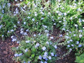 Forget-me-nots (May 2010) Forget-me-nots (May 2010)