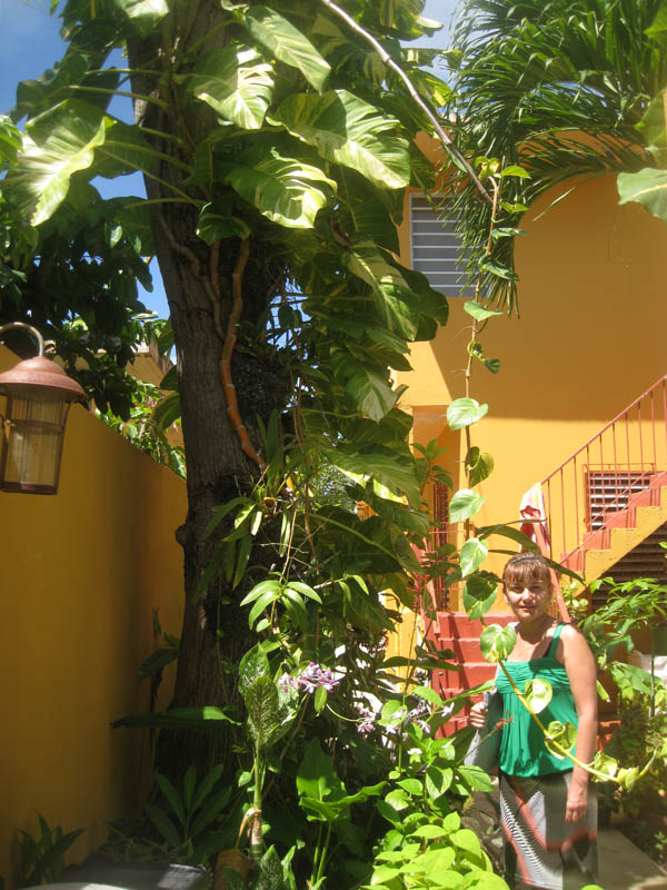 "Rainforest" in Casa de Amistad