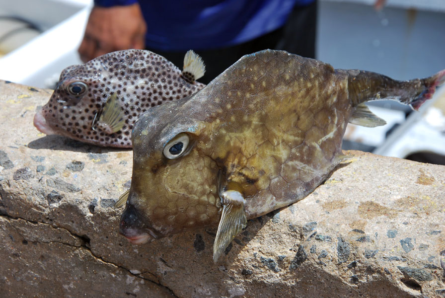 We see these when snorkeling around