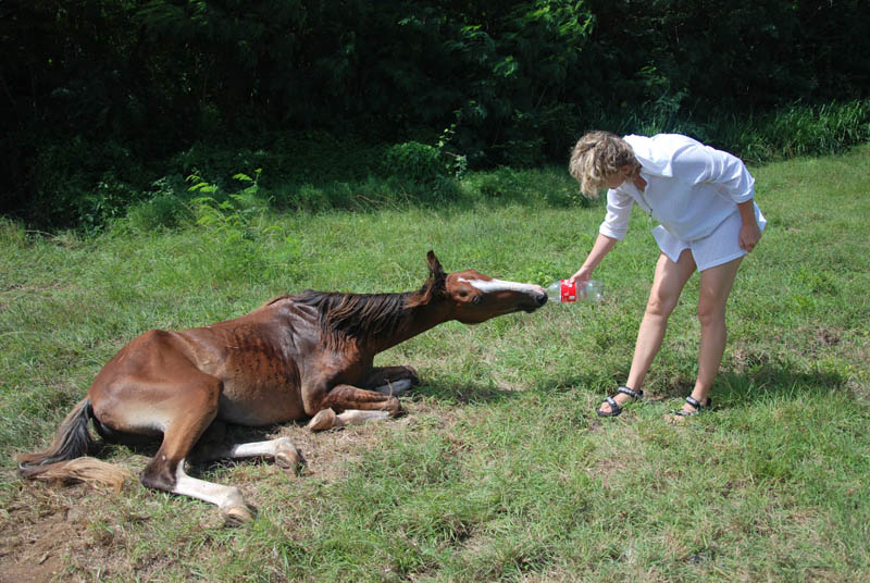 The horse is thirsty...