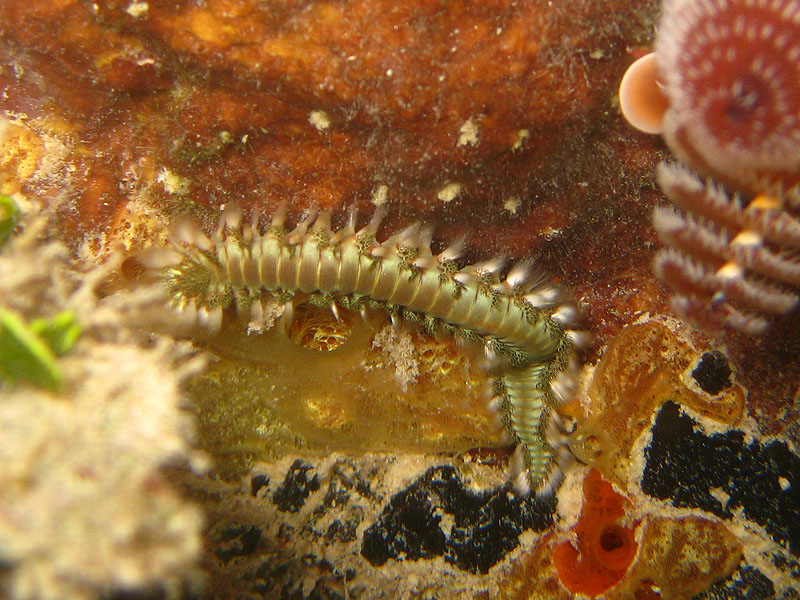 A marine worm (July 2010)